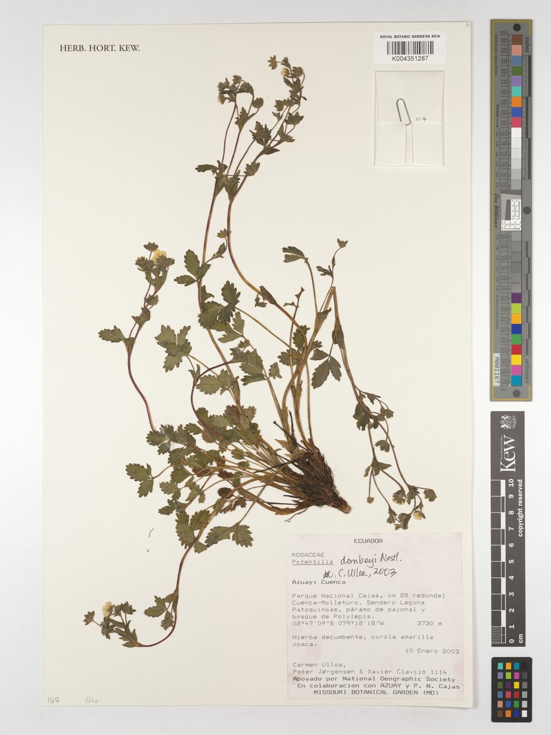 Potentilla dombeyi var. andicola photo 2