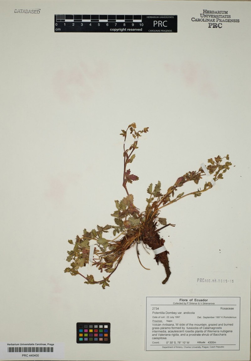 Potentilla dombeyi var. andicola photo 3