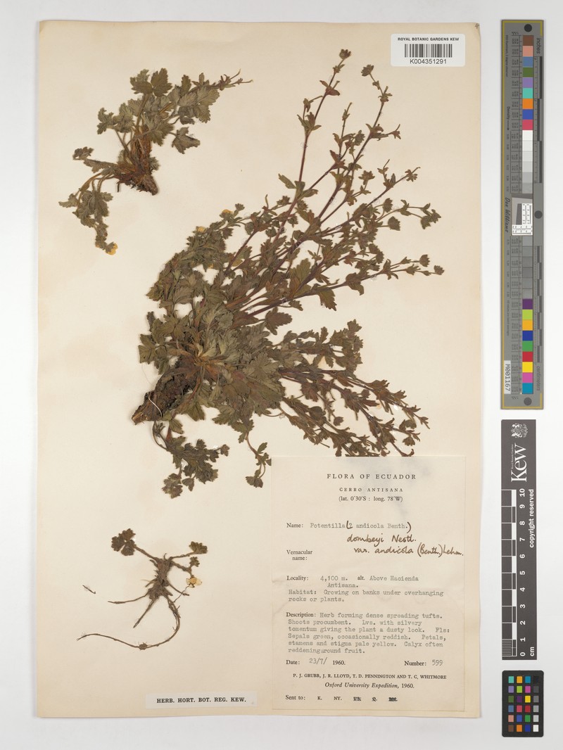 Potentilla dombeyi var. andicola photo 4