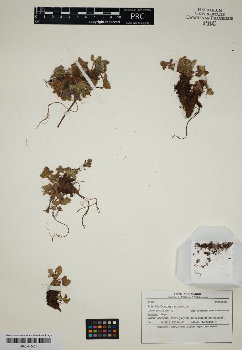 Potentilla dombeyi var. dombeyi