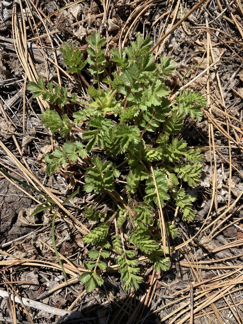 Pinewoods Horkelia