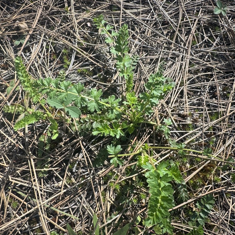 Pinewoods Horkelia photo 2