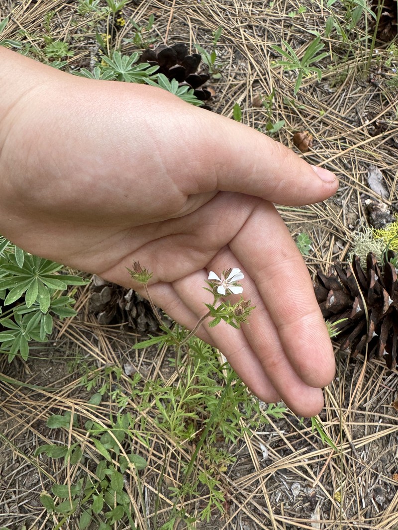 Pinewoods Horkelia photo 3
