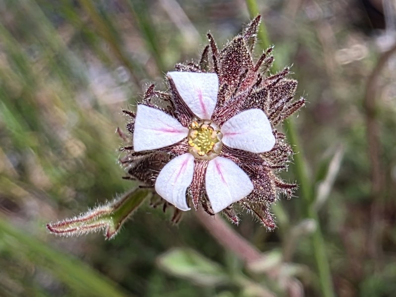 Pinewoods Horkelia photo 4