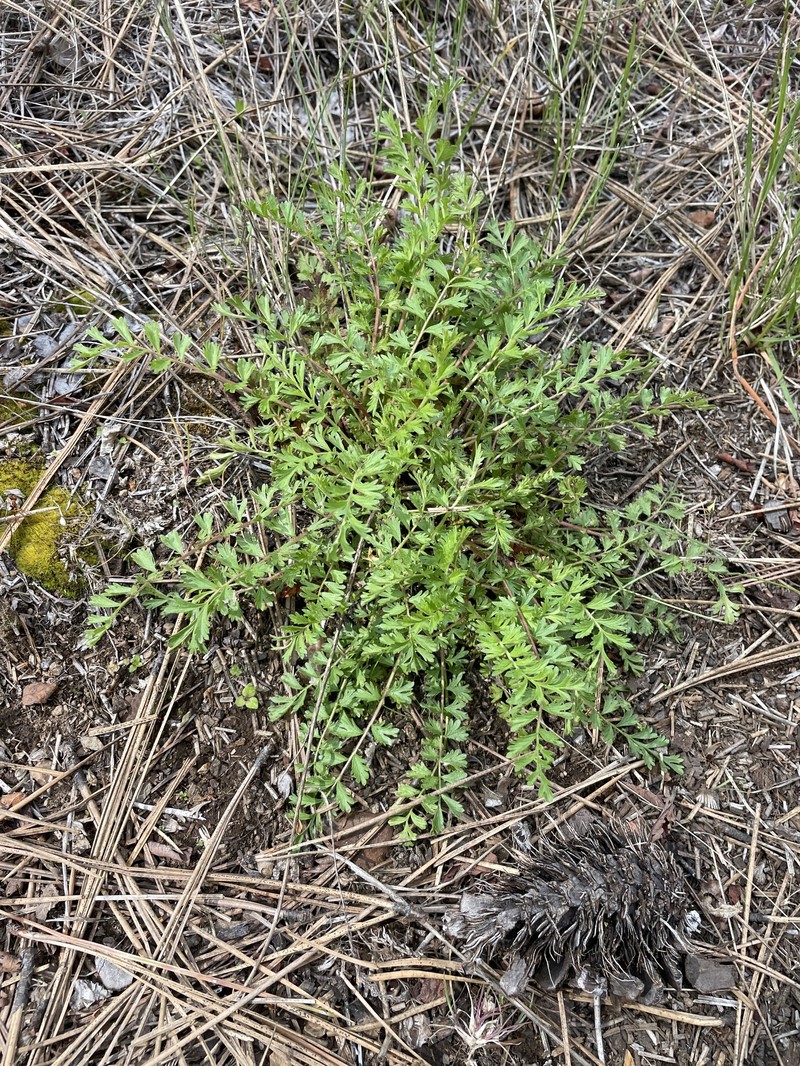 Pinewoods Horkelia photo 6