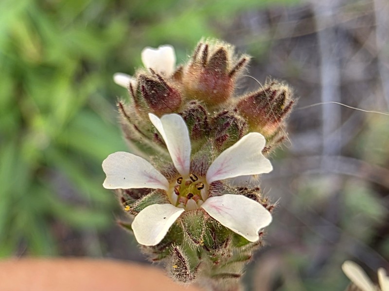 Pinewoods Horkelia photo 7