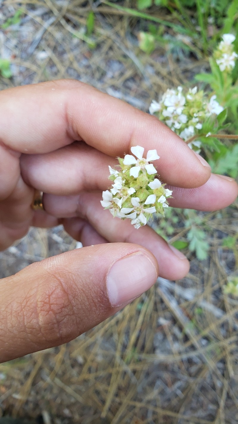 Potentilla douglasii var. brownii