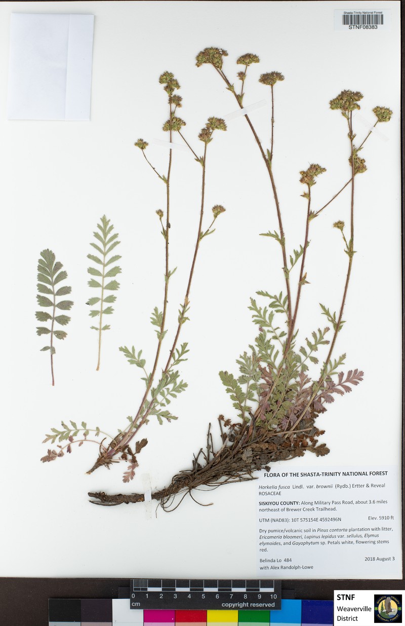 Potentilla douglasii var. brownii photo 2