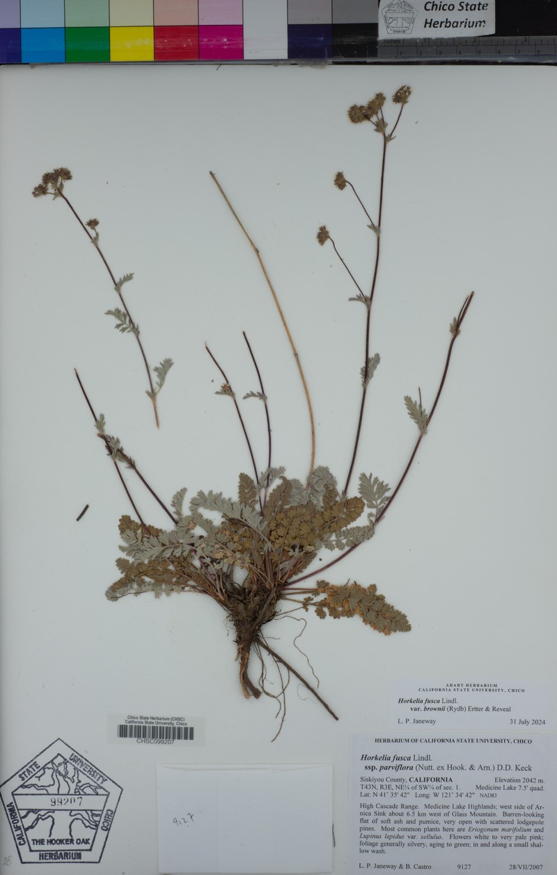Potentilla douglasii var. brownii photo 3