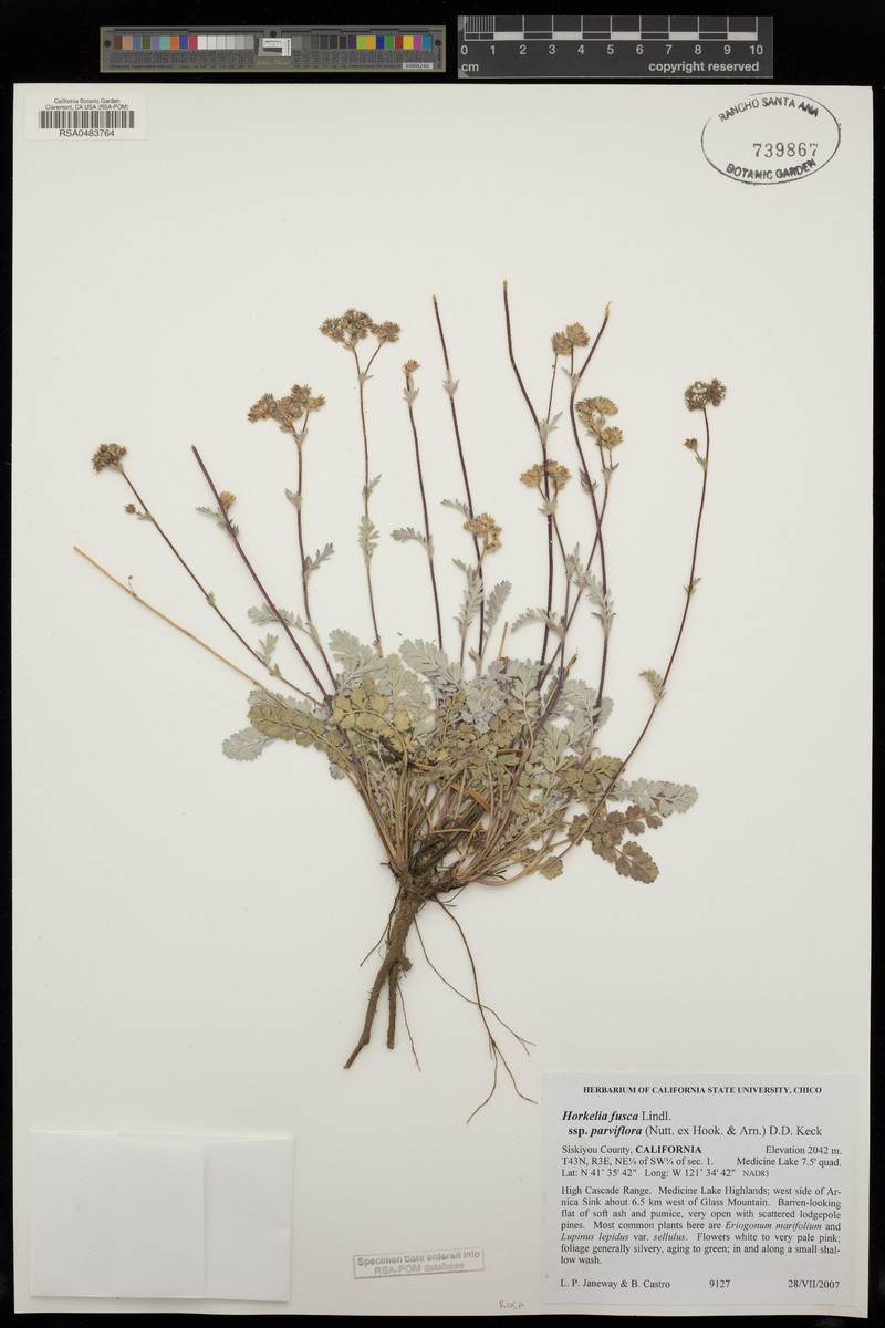 Potentilla douglasii var. brownii photo 4