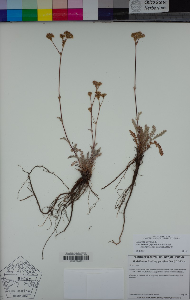 Potentilla douglasii var. brownii photo 5