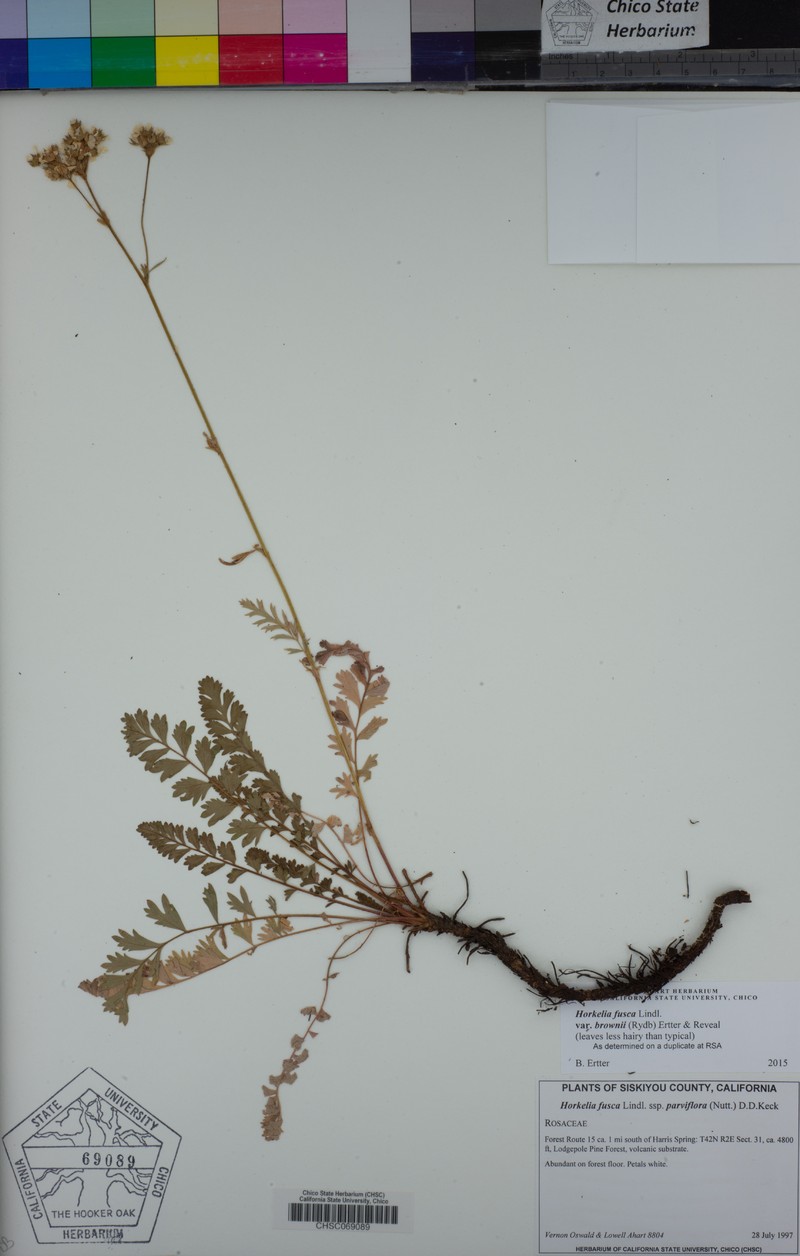 Potentilla douglasii var. brownii photo 6