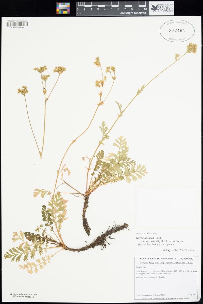 Potentilla douglasii var. brownii photo 7