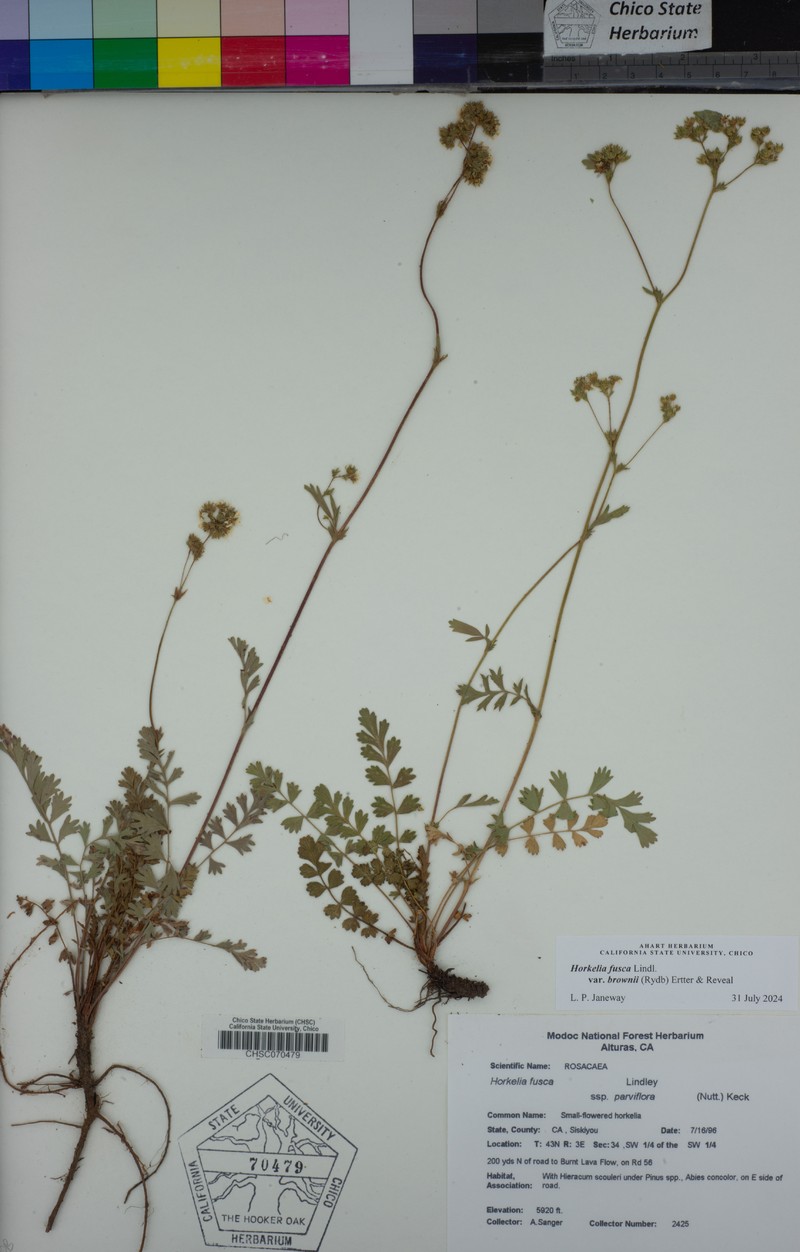 Potentilla douglasii var. brownii photo 8