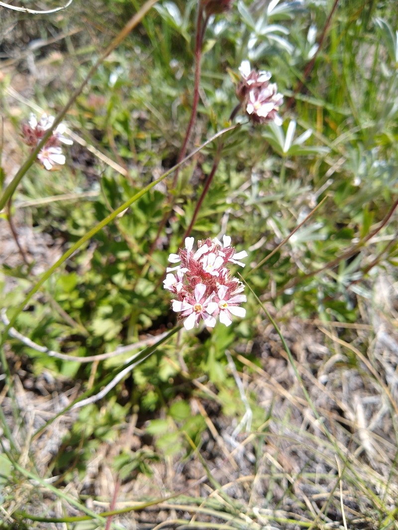 Potentilla douglasii var. capitata photo 2