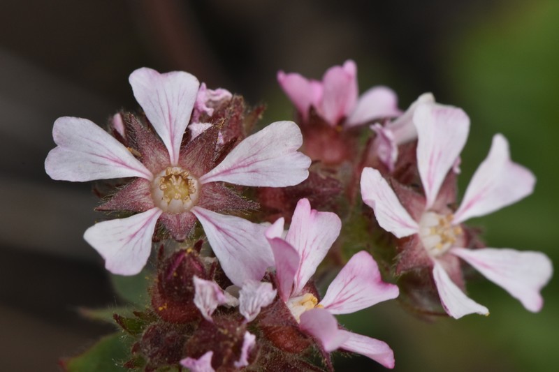 Potentilla douglasii var. capitata photo 3