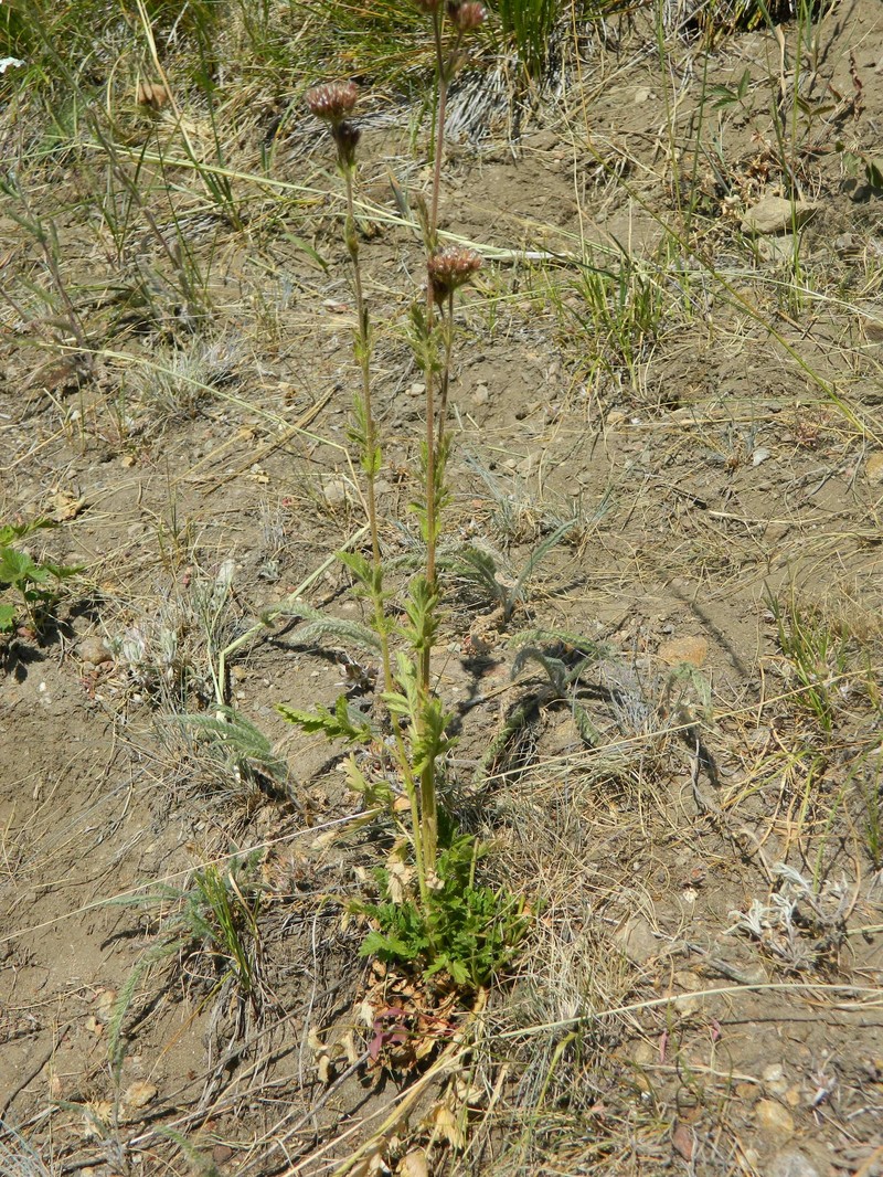 Potentilla douglasii var. capitata photo 4