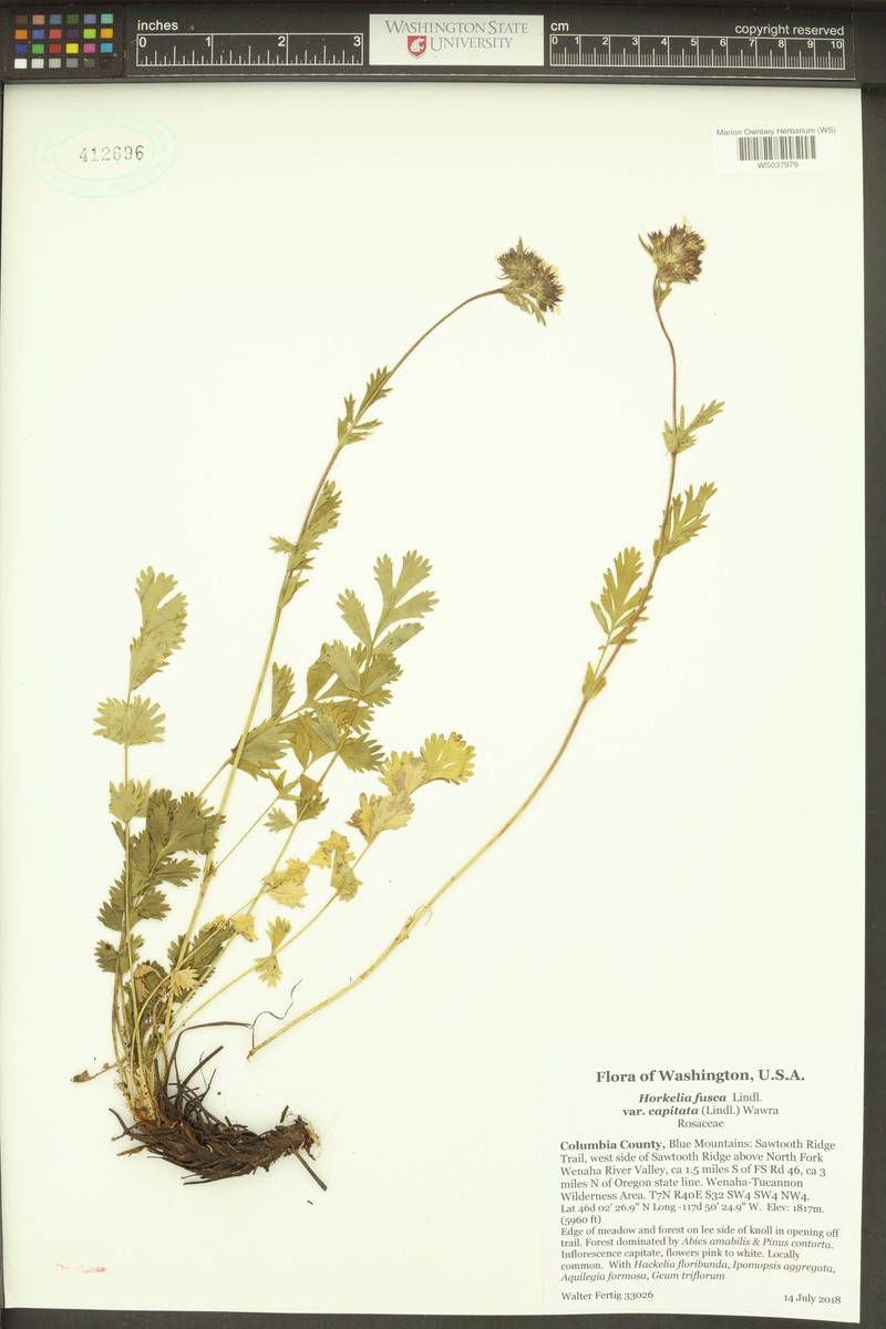 Potentilla douglasii var. capitata photo 5