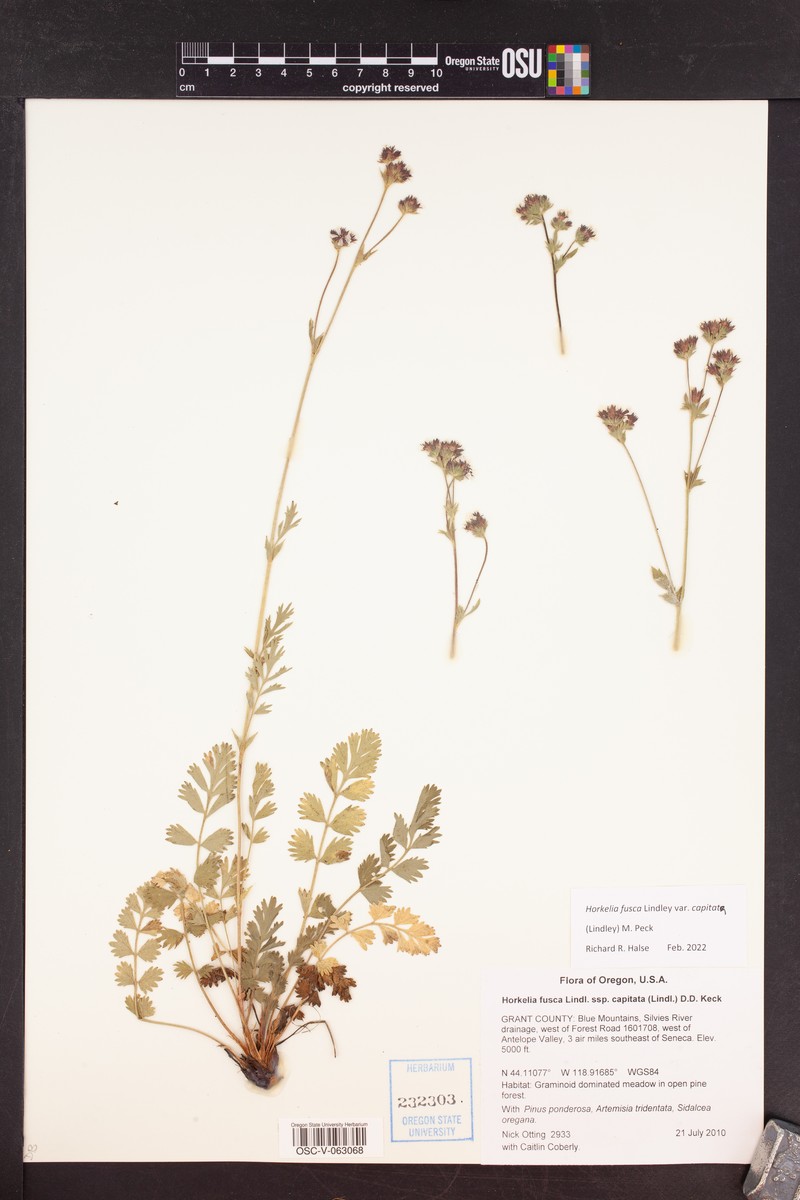 Potentilla douglasii var. capitata photo 6