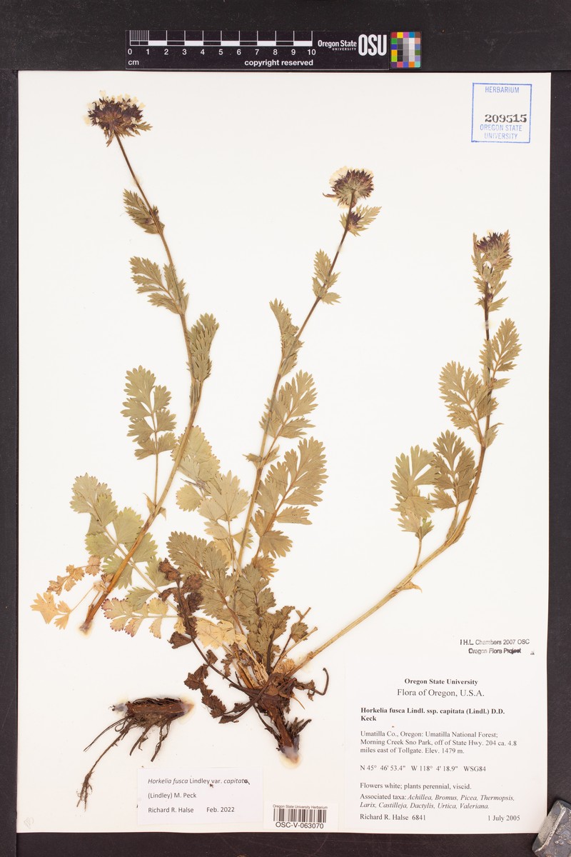 Potentilla douglasii var. capitata photo 7