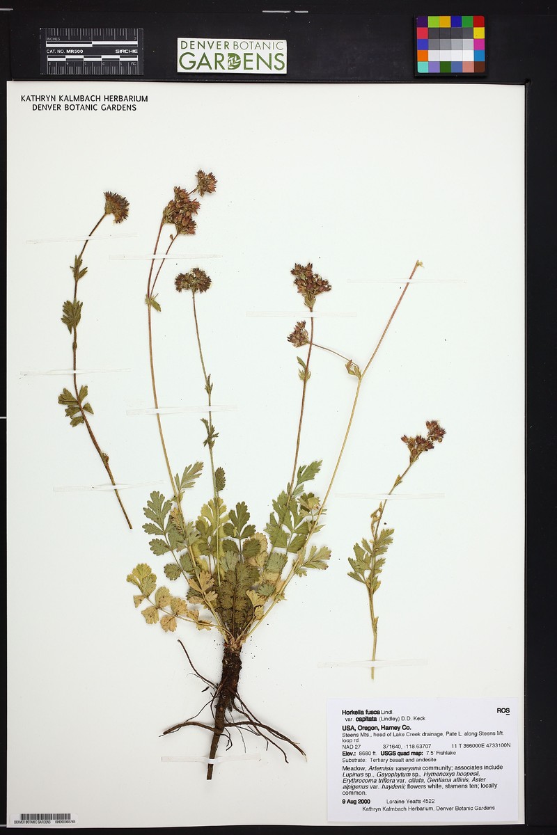 Potentilla douglasii var. capitata photo 8