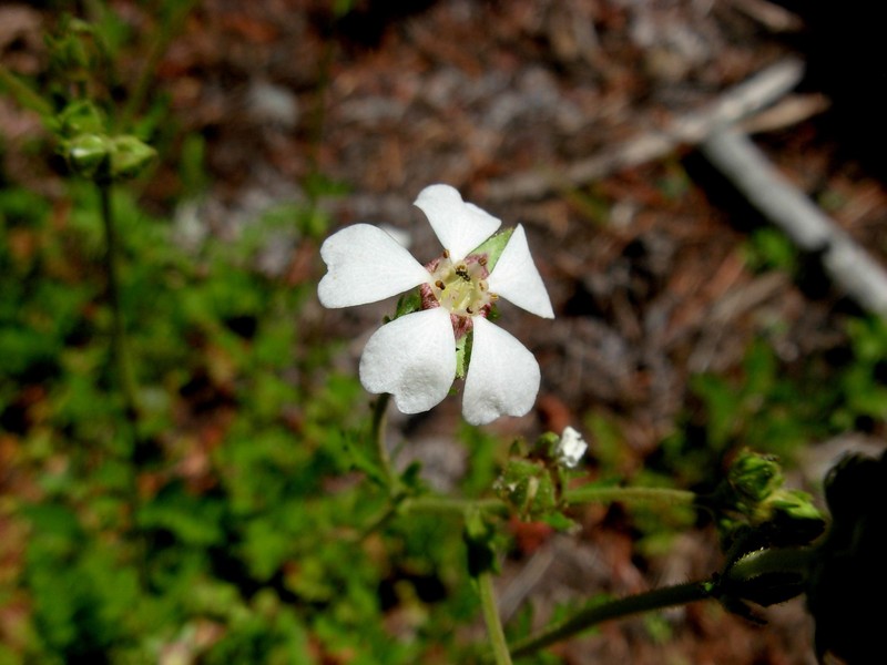 Potentilla douglasii var. filicoides