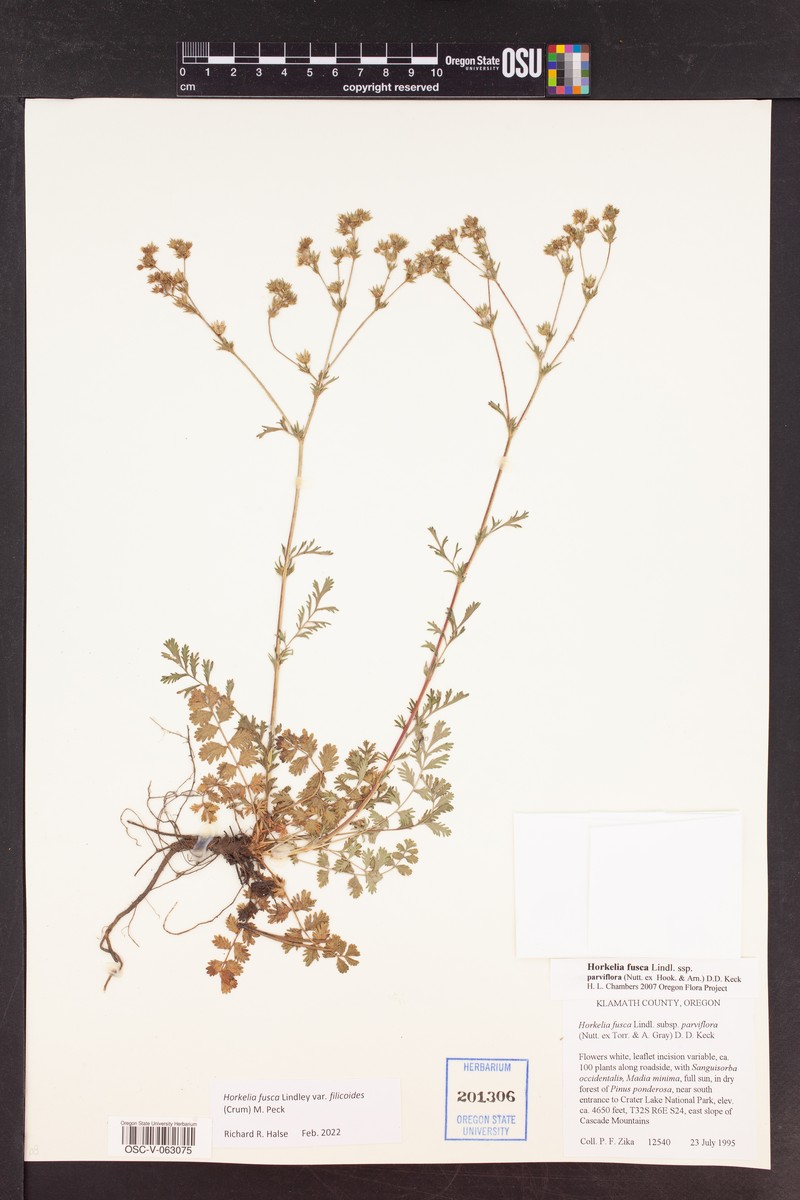 Potentilla douglasii var. filicoides photo 2