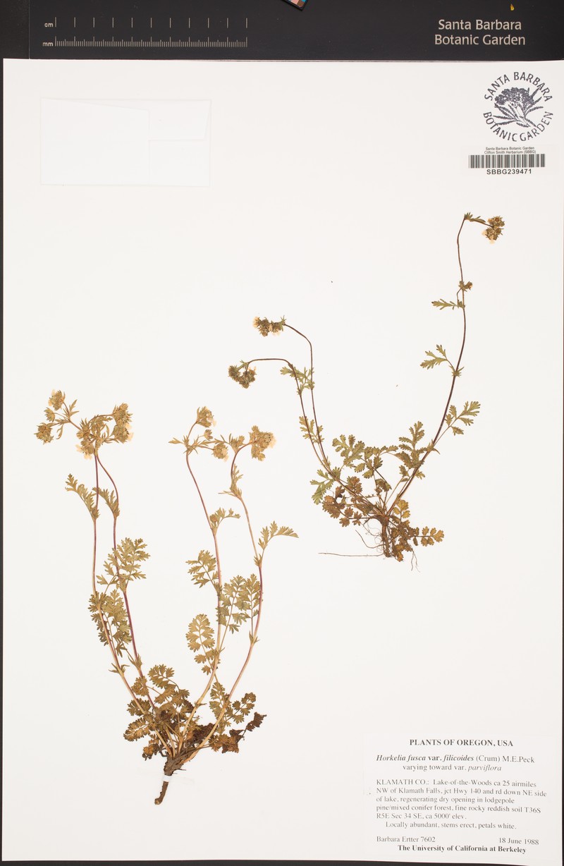 Potentilla douglasii var. filicoides photo 3