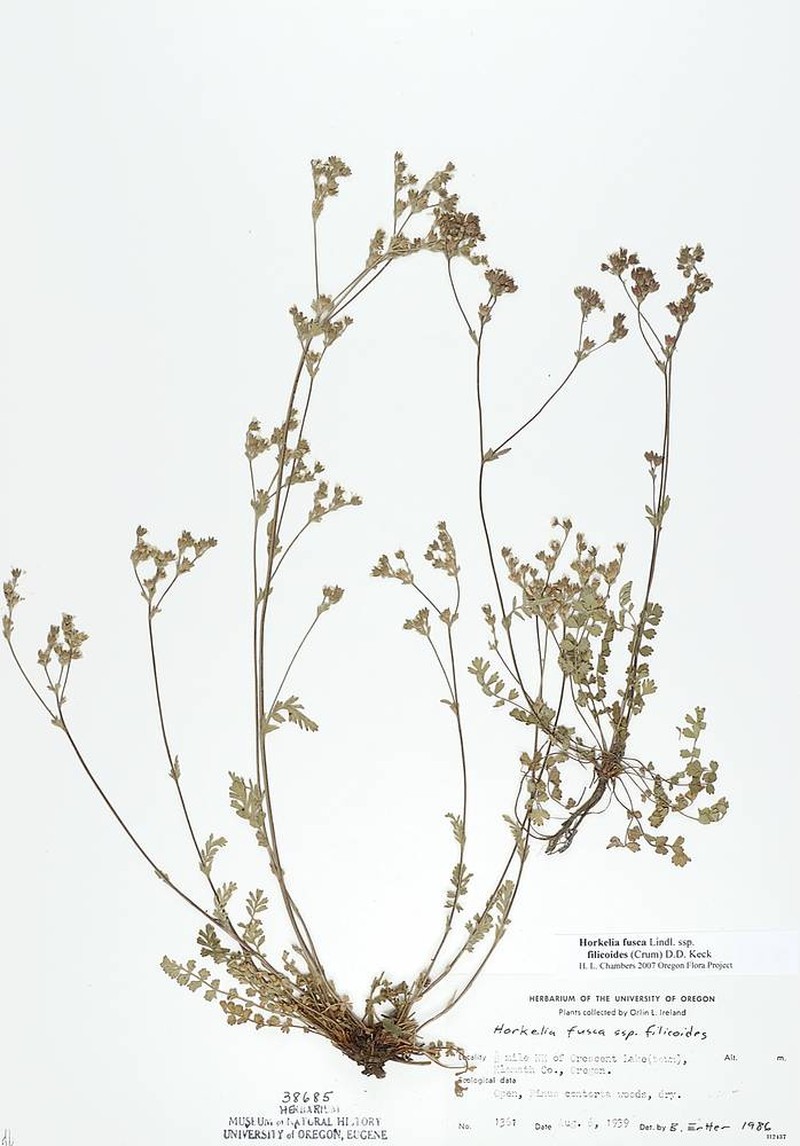 Potentilla douglasii var. filicoides photo 4