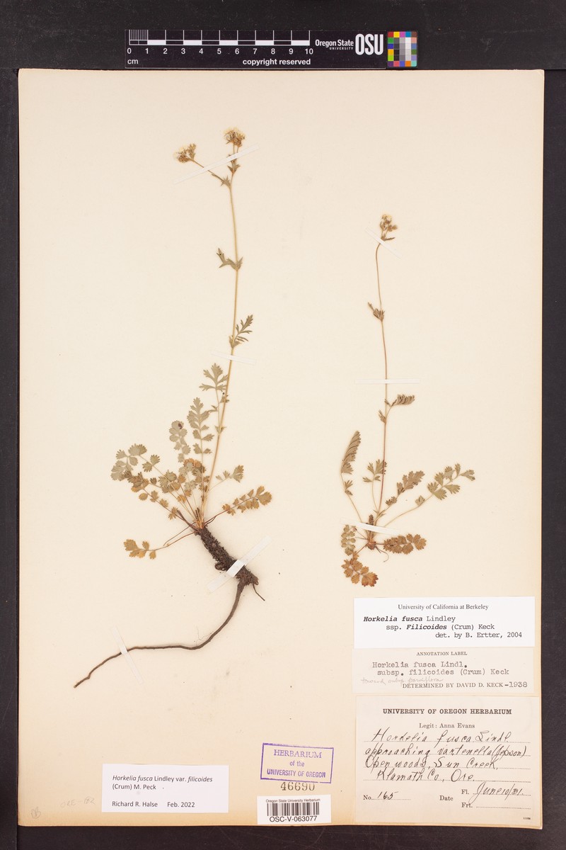 Potentilla douglasii var. filicoides photo 5