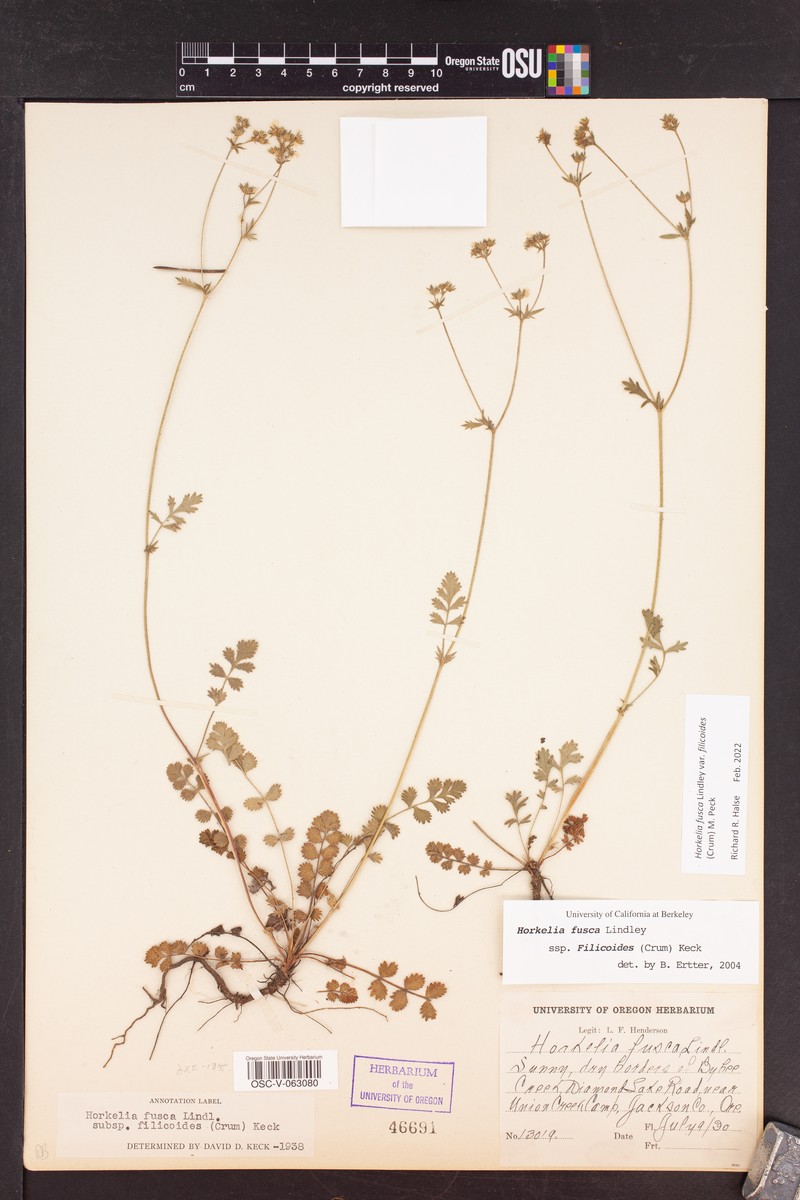 Potentilla douglasii var. filicoides photo 6