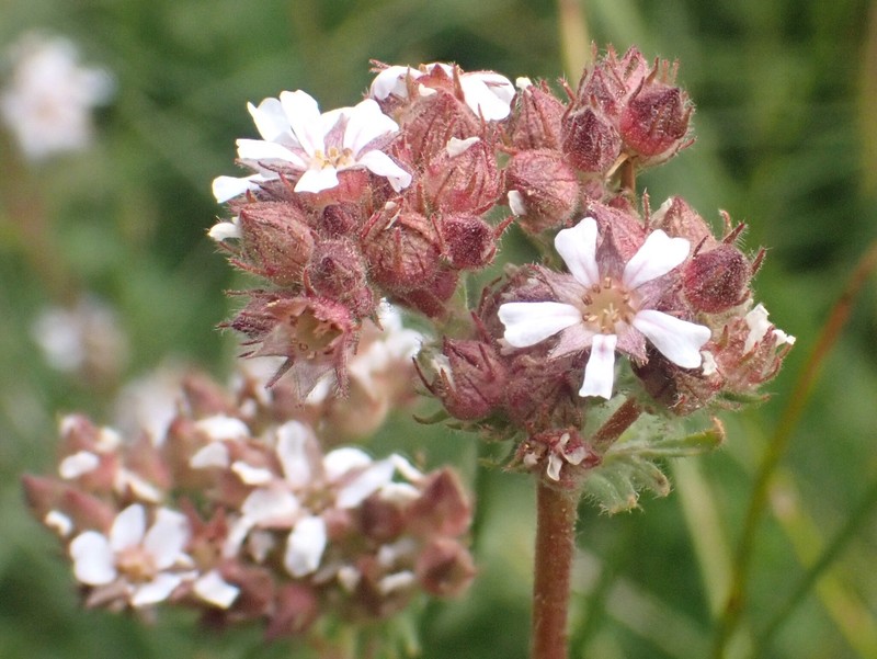 Potentilla douglasii var. parviflora