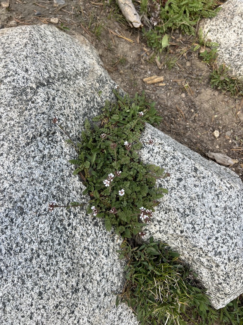 Potentilla douglasii var. parviflora photo 2