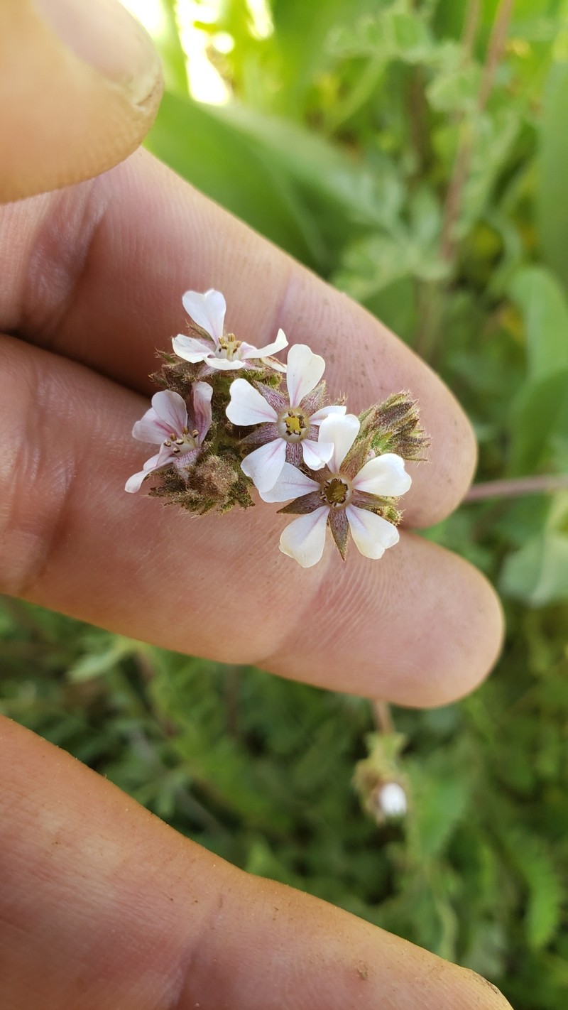 Potentilla douglasii var. parviflora photo 3