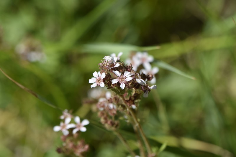 Potentilla douglasii var. parviflora photo 4