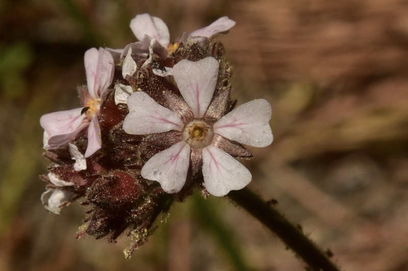 Potentilla douglasii var. parviflora photo 6
