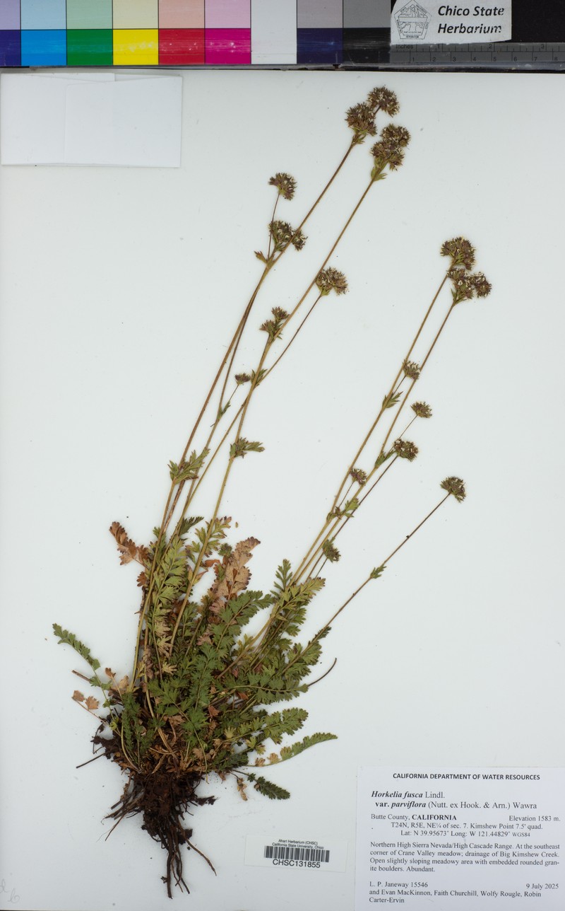 Potentilla douglasii var. parviflora photo 8