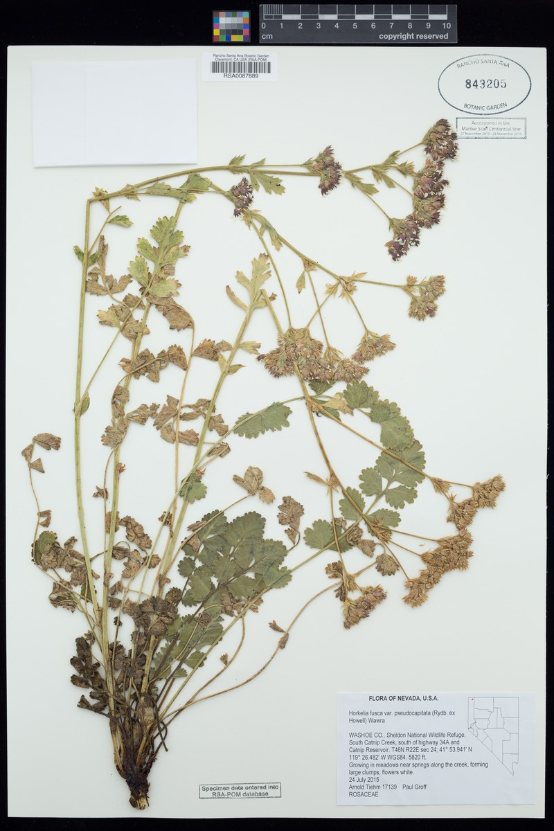 Potentilla douglasii var. pseudocapitata