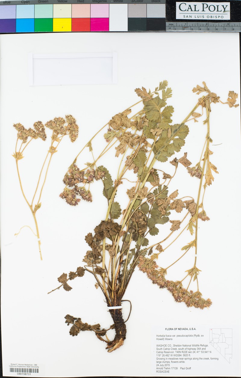 Potentilla douglasii var. pseudocapitata photo 2