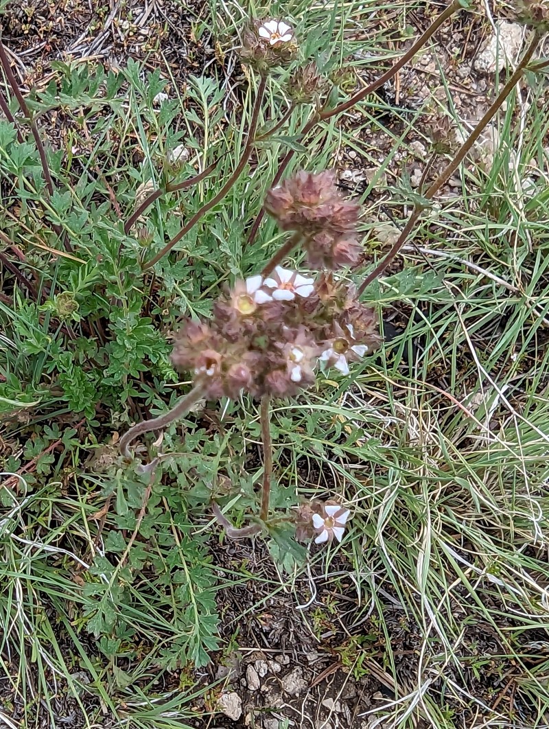 Potentilla douglasii var. tenella