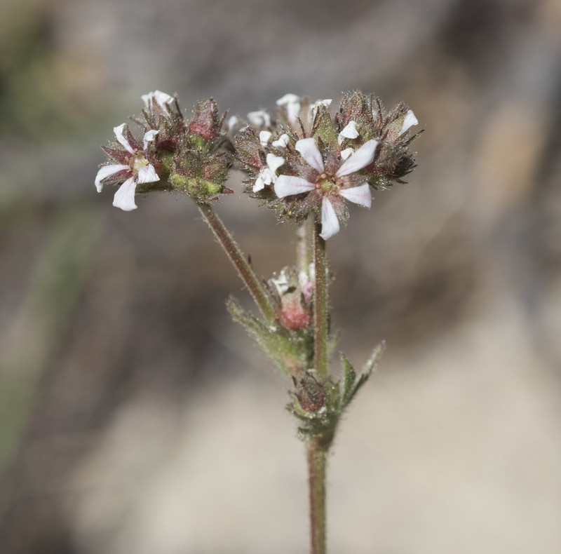 Potentilla douglasii var. tenella photo 2