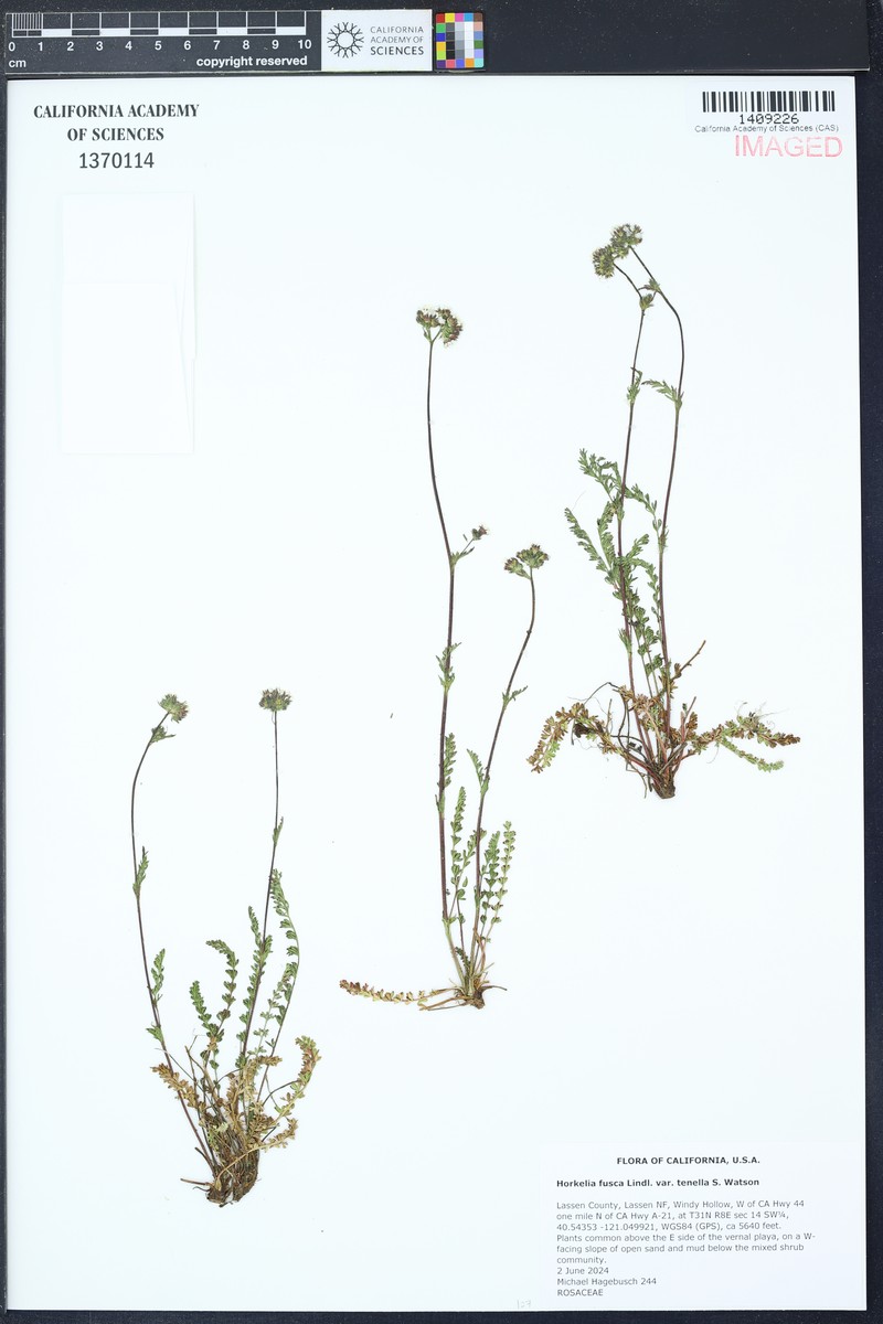 Potentilla douglasii var. tenella photo 4
