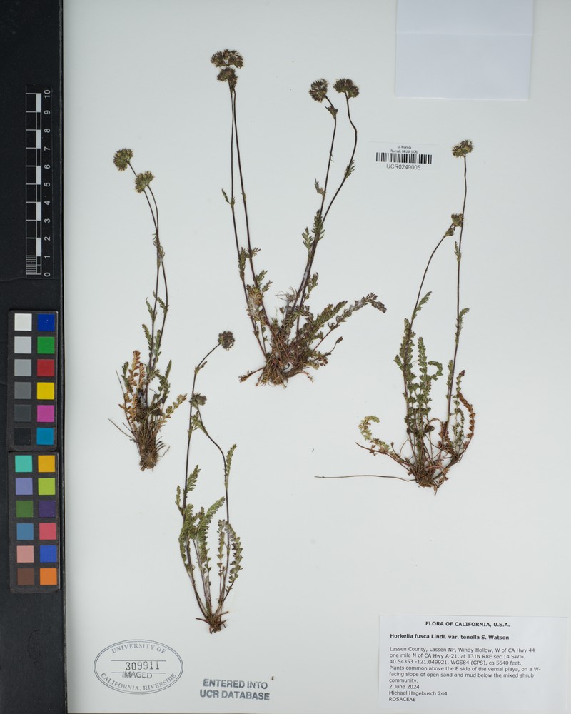 Potentilla douglasii var. tenella photo 5