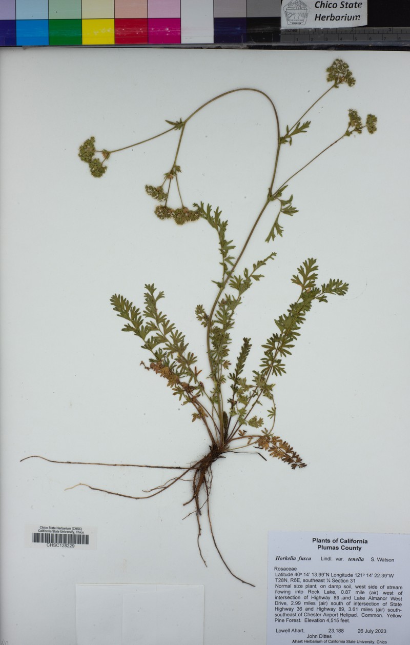 Potentilla douglasii var. tenella photo 6