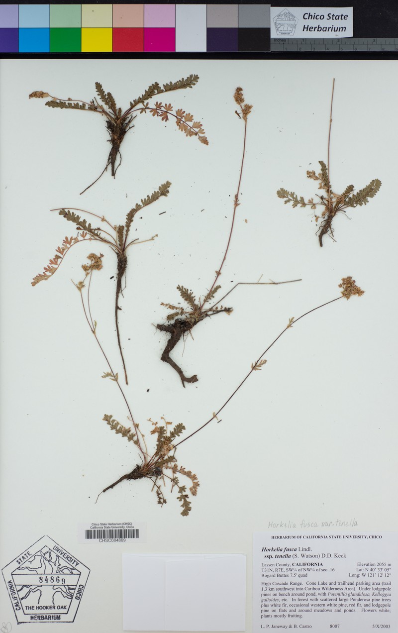 Potentilla douglasii var. tenella photo 7