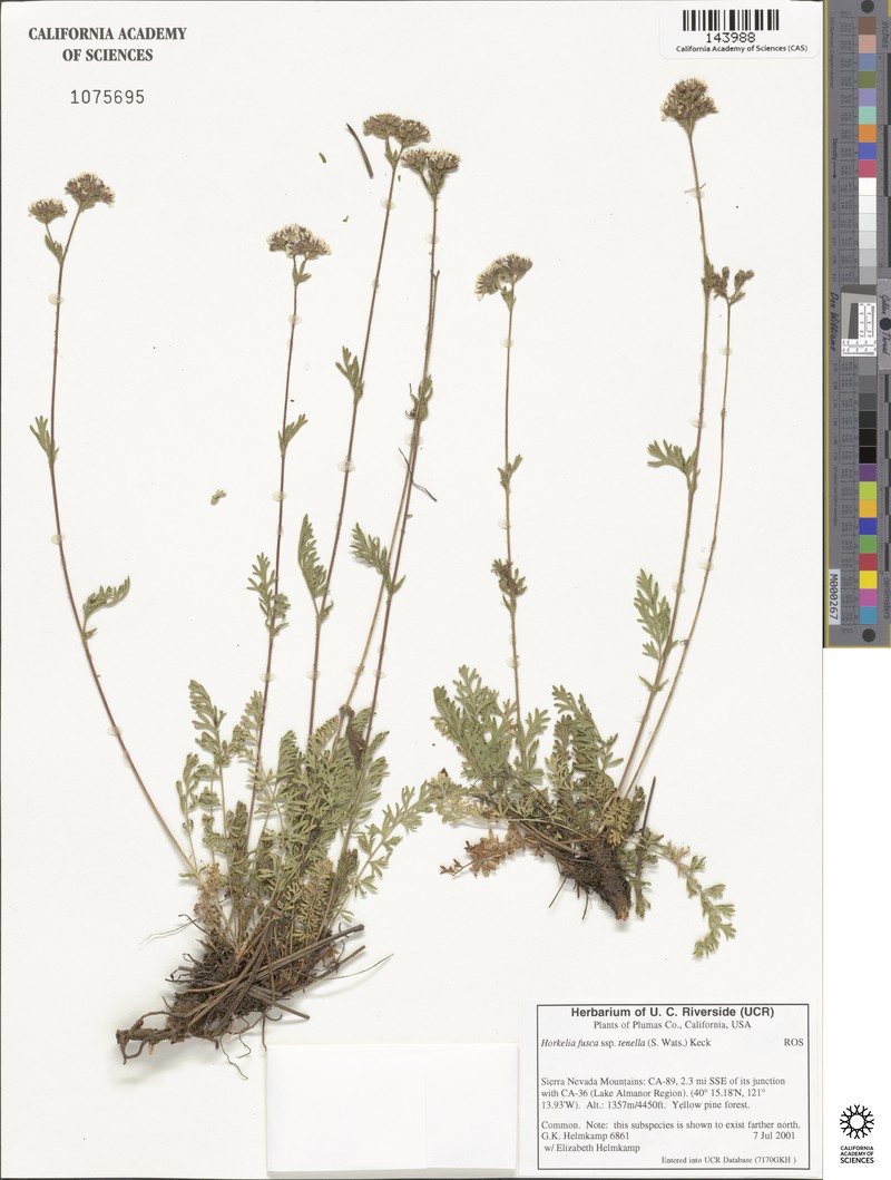 Potentilla douglasii var. tenella photo 8