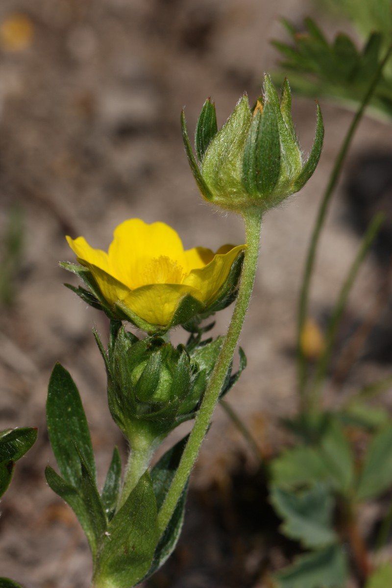 Drummond's Cinquefoil