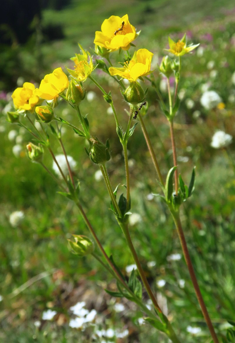 Drummond's Cinquefoil photo 2