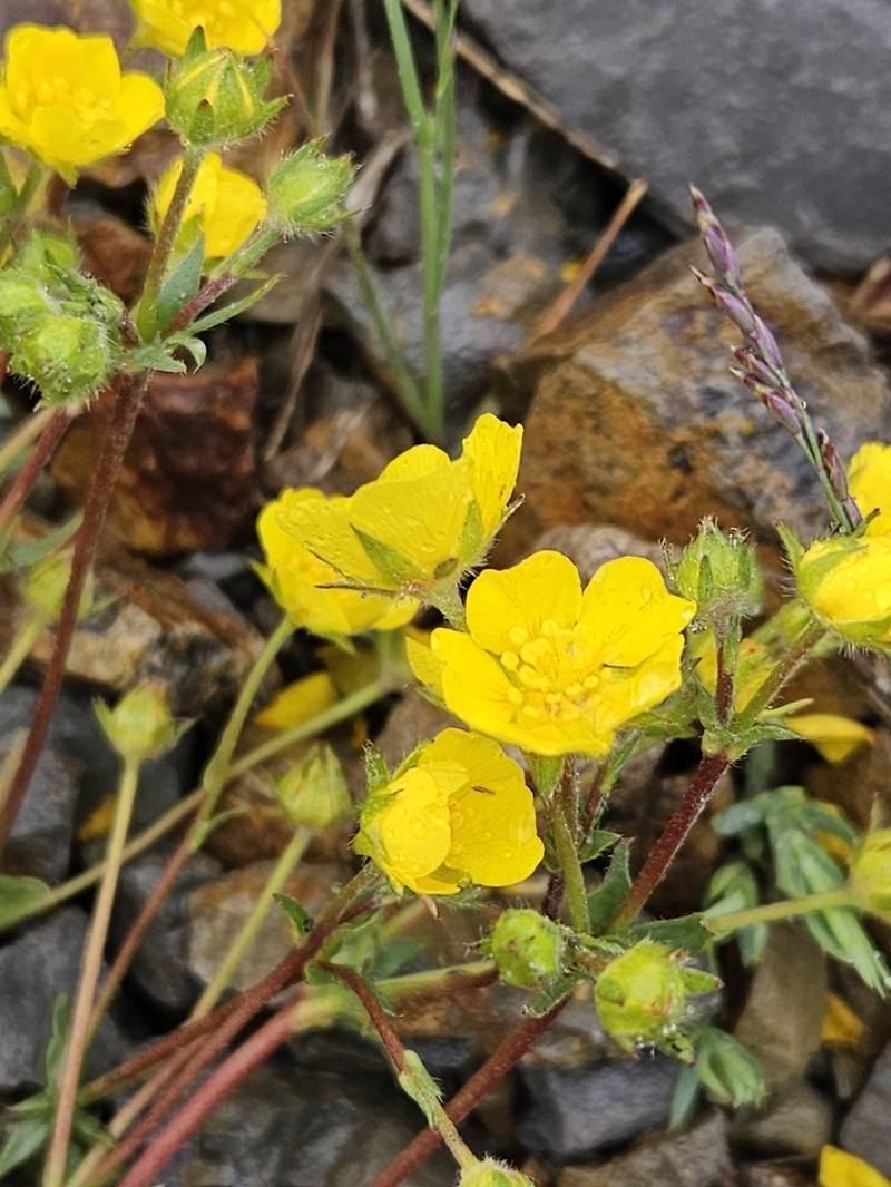 Drummond's Cinquefoil photo 3