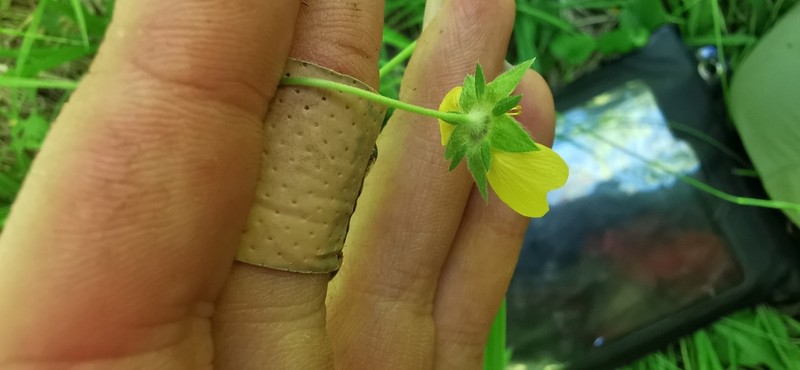 Drummond's Cinquefoil photo 4